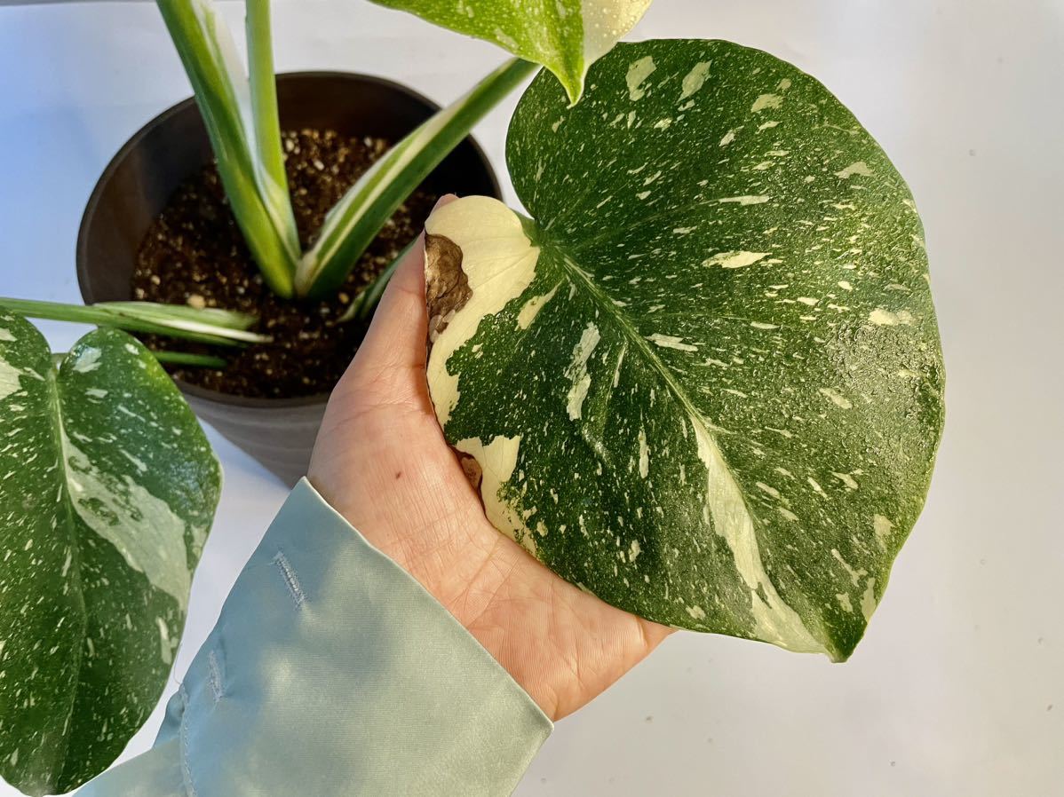 MONSTERA Thai Constellation Variegata モンステラ デリシオーサ タイ 