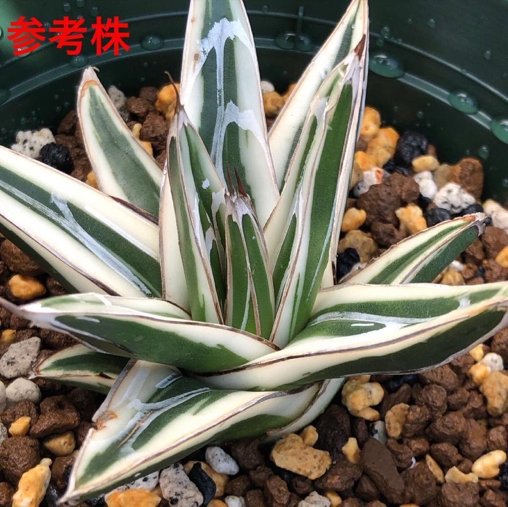 観葉植物 特選アガベ 笹の雪 極氷山 白虎斑 子株