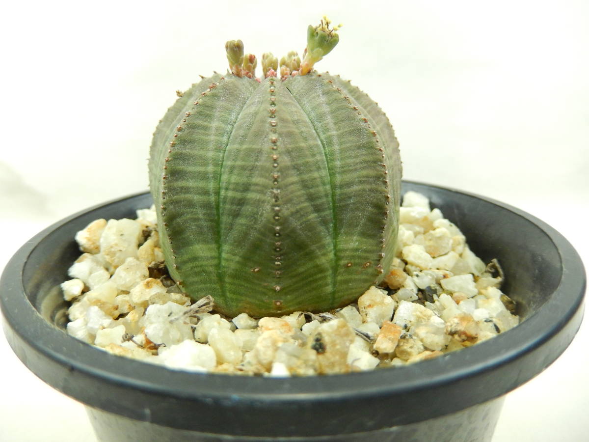 浦部陽向園]ユーフォルビア オベサ ♂ オス 雄☆サボテン 多肉植物