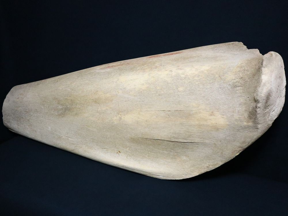 マッコウ鯨の歯 約680g 約18cm（マッコウクジラ 鯨骨 抹香鯨 骨 重さ約 