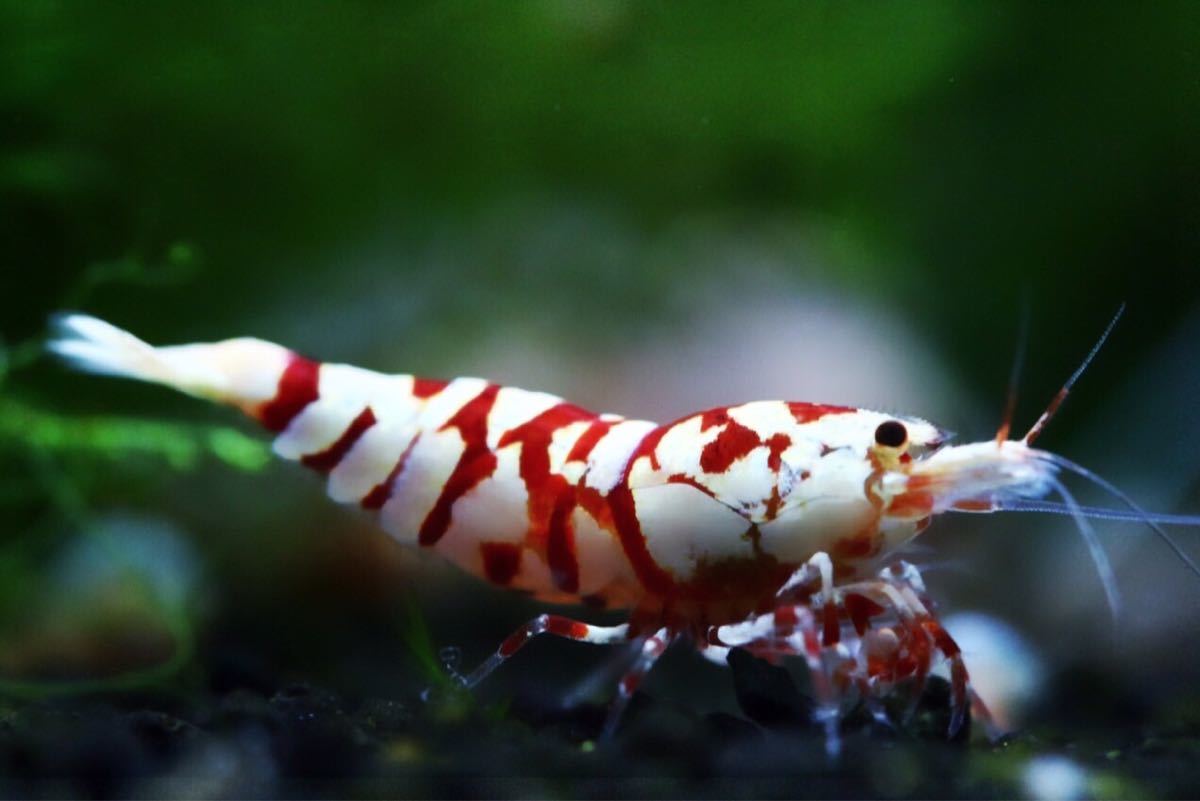 Bee Shrimp 超極上 多分♀ ♀ Howl&Louis》Red ⑤ ハイグレード Bee Shrimp 超極上 多分♀ ♀ Howl&Louis》Red ⑤ ハイグレード