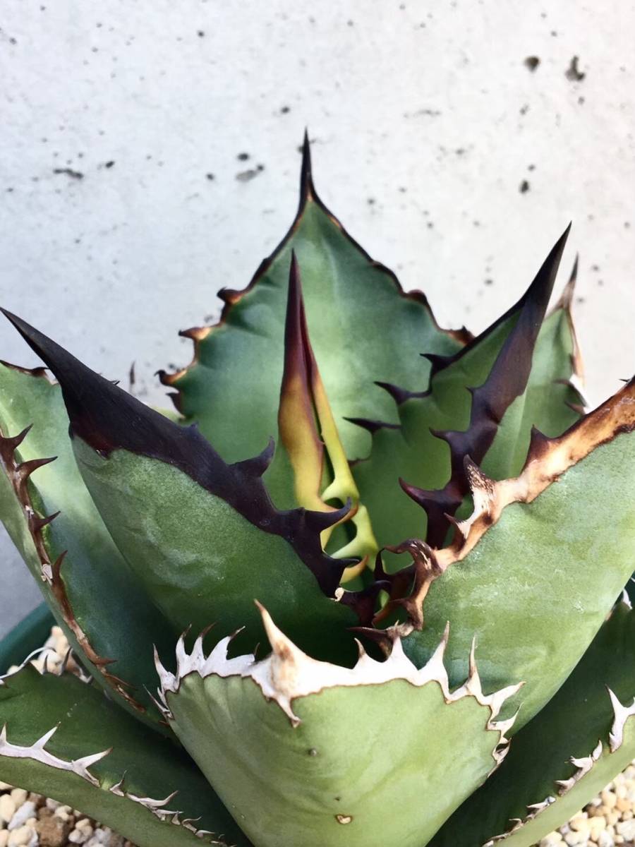 agave-isthmensis-kabutogani-v0-xoga76z07n4h1
