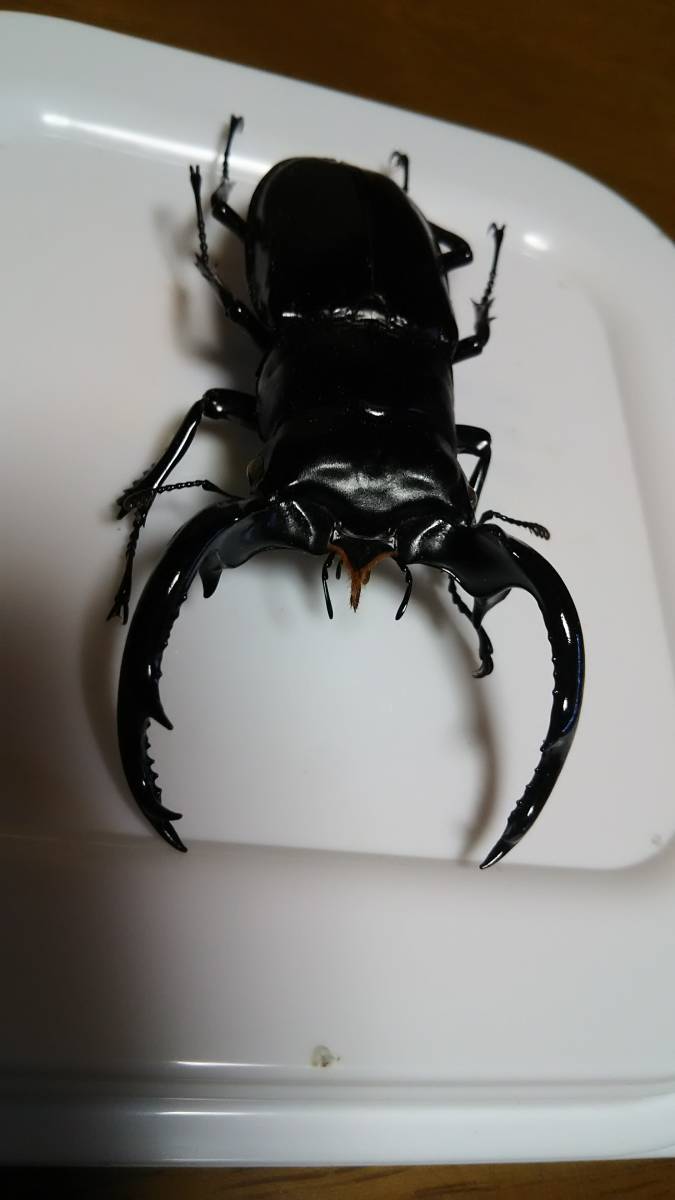 昆虫用品 ウエストウッディ 原名亜種 ウエストカメン産 標本 メス