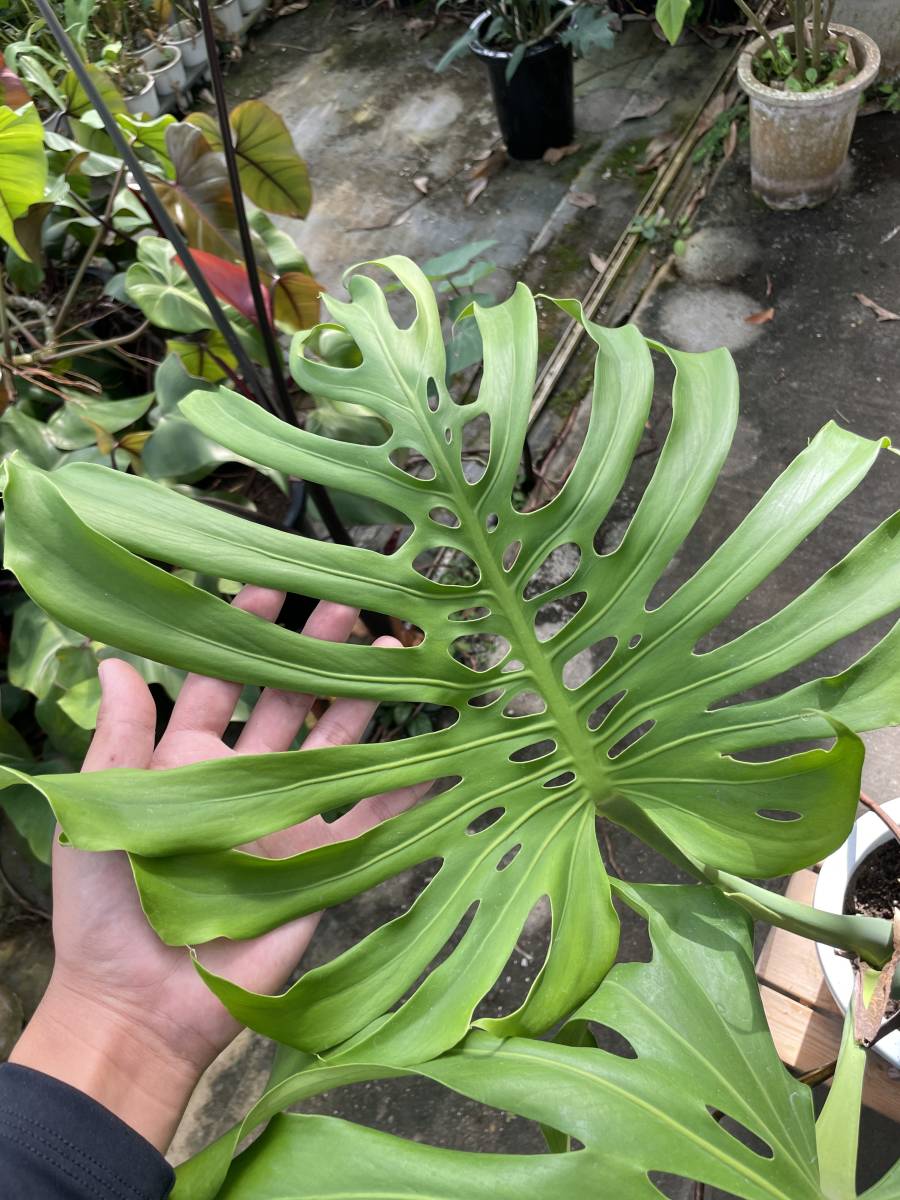 モンステラ・デリシオサ・マクロコズム ☆ Monstera Deliciosa