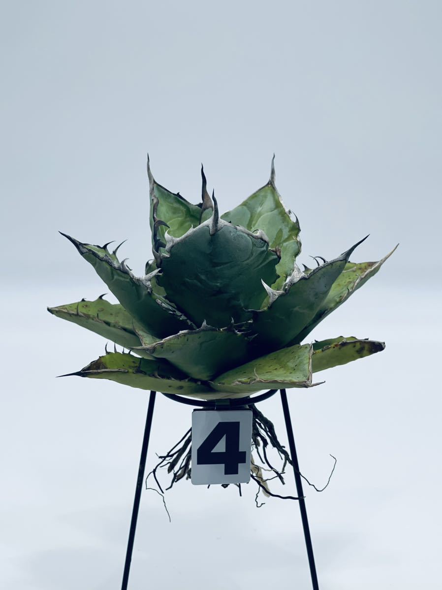  4. アガベチタノタブルー Agave titanota blue 実生株 沖永良部島産 抜き苗(アガベ)｜売買されたオークション情報、yahooの商品情報をアーカイブ公開 - オークファン アガベ