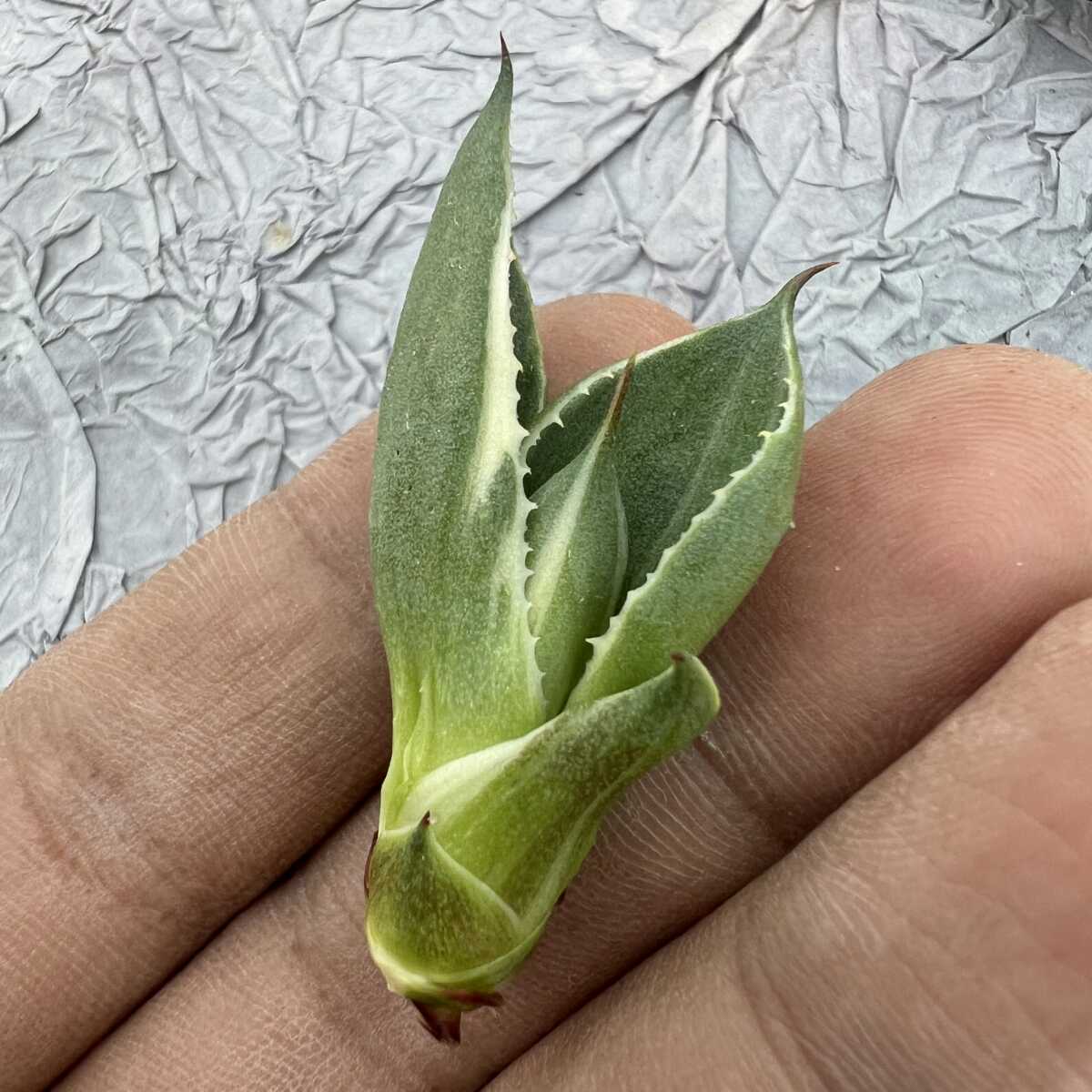 C46【超特選】多肉植物アガベ ポタトラム モンスト キュービック 黄中