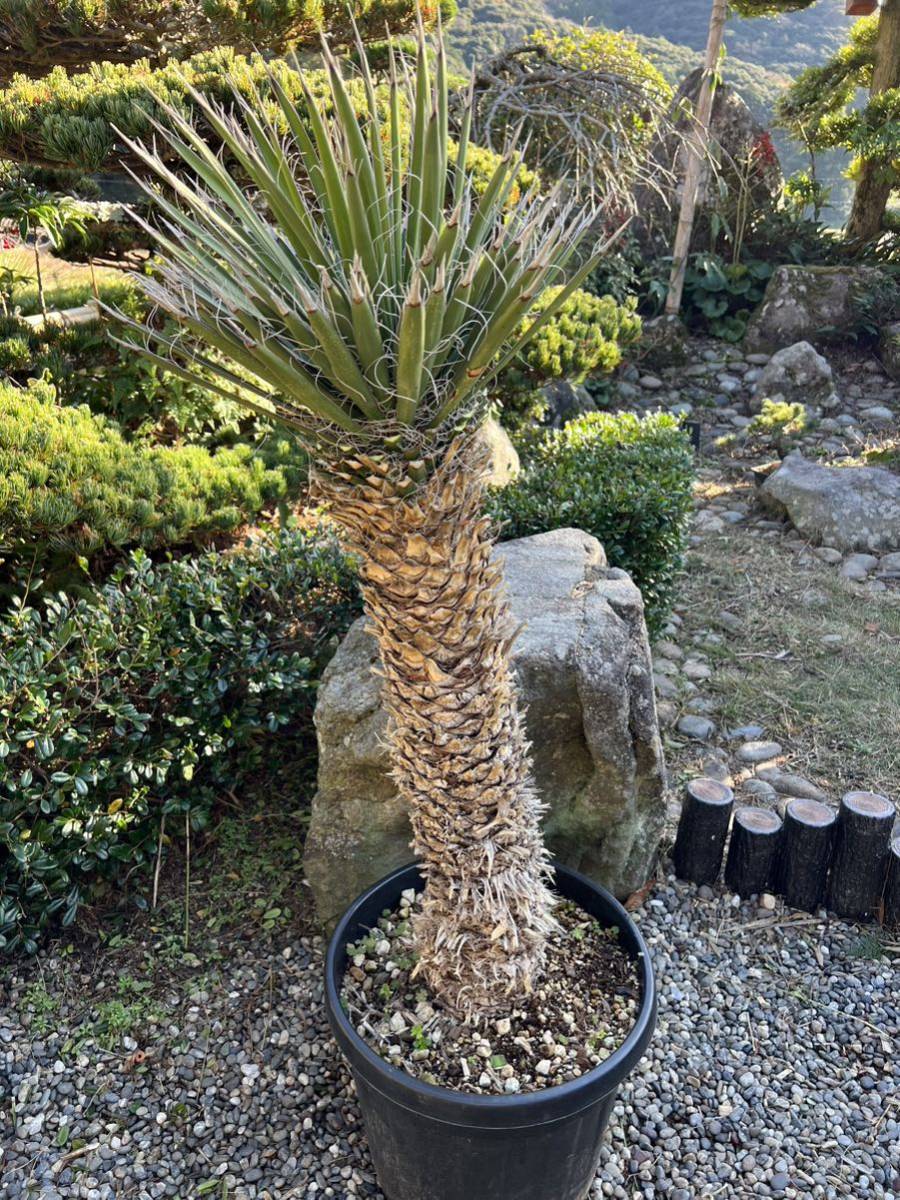 極太 1m28cm 新葉 レア 発根 ユッカ フィリフェラ 耐寒性ー15 ドライ 