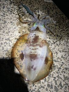 ミズイカの値段と価格推移は 4件の売買情報を集計したミズイカの価格や価値の推移データを公開