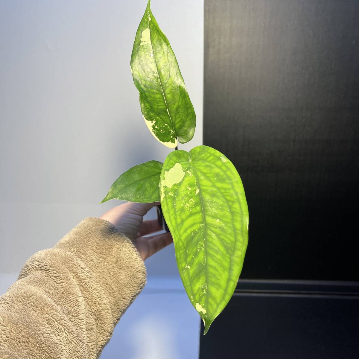 シンゴニウム r⁄Syngonium シンゴニウム・チアペンセ・バリエガータ