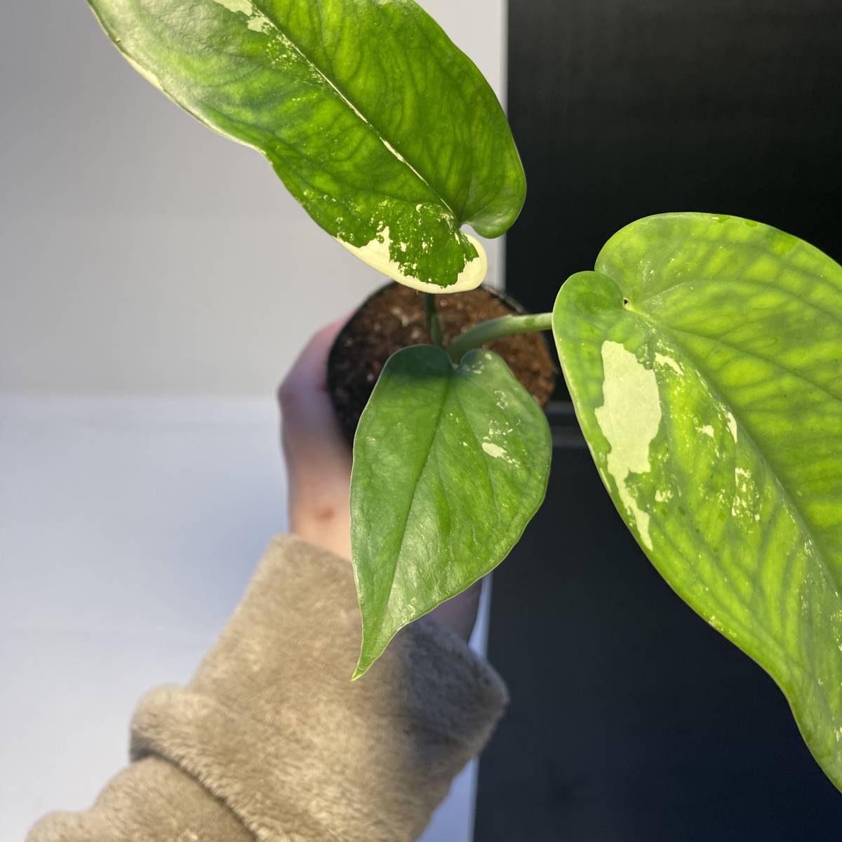 シンゴニウム r⁄Syngonium シンゴニウム・チアペンセ・バリエガータ