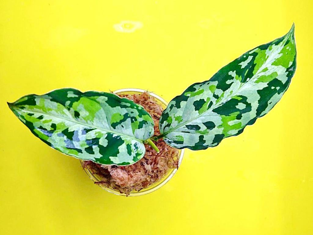 Aglaonema ピクタム アグラオネマ 箱個体 ☆アグラオネマ (AZ0213-5c