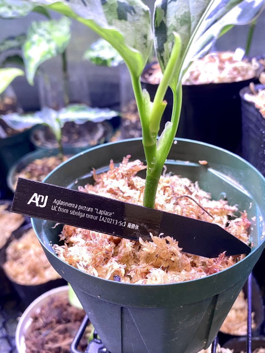 Aglaonema ピクタム アグラオネマ 箱個体 ☆アグラオネマ (AZ0213-5c
