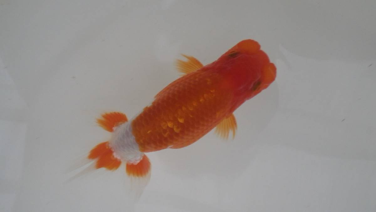 蘭DeBoo * 会可 公式通販 ハンマー系 75ー当歳魚 上種 天明らんちゅう□厳選本命魚 *蘭DeBoo らんちゅう(愛媛産)。変わり江戸錦。 天明らんちゅう□□□厳選本命魚□□ 当歳魚 No.19 ☆らんちゅう 93ー当歳魚 当歳魚:御礼企画販売のお知らせ