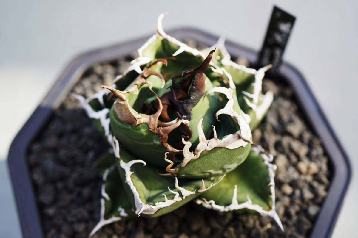 アガベ 産 オテロイ agave F3832S級極上トップ！超希少個体オアハカ