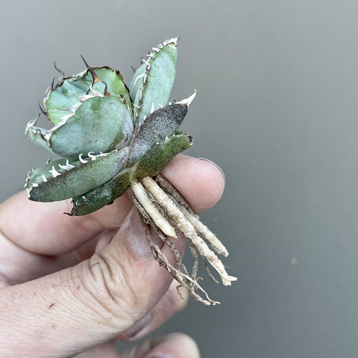 極上株 コンパクト アガベ チタノタ ブルー 実生 多肉植物 40 【公式通販】