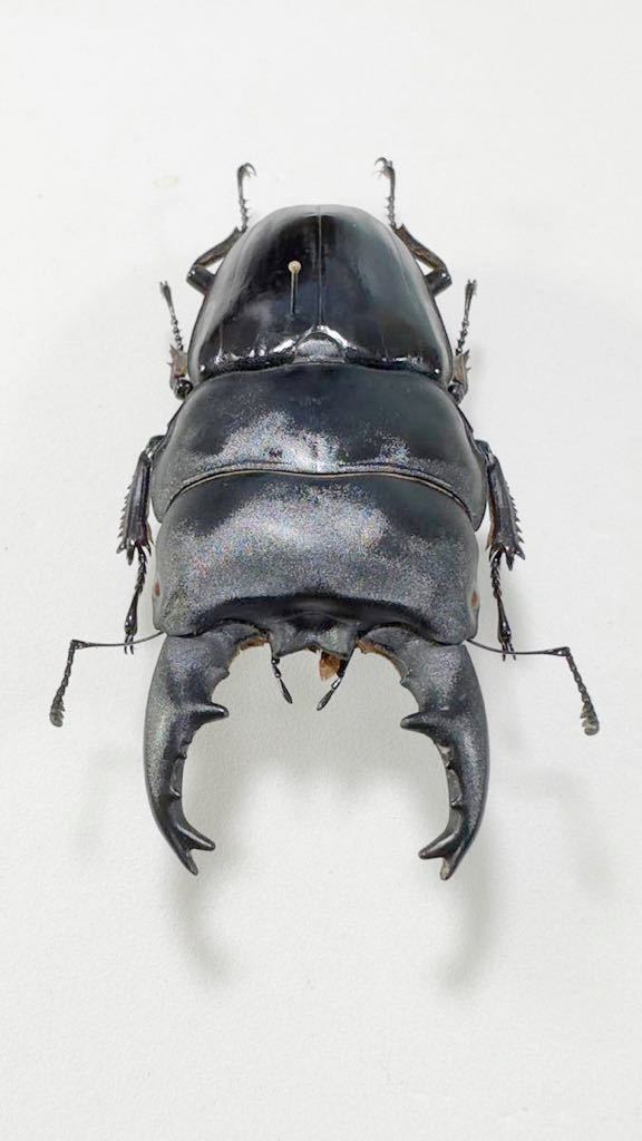標本 特大極太中短歯 Dorcus alcides (91.0mm)(前胸38.5m) アルキデス