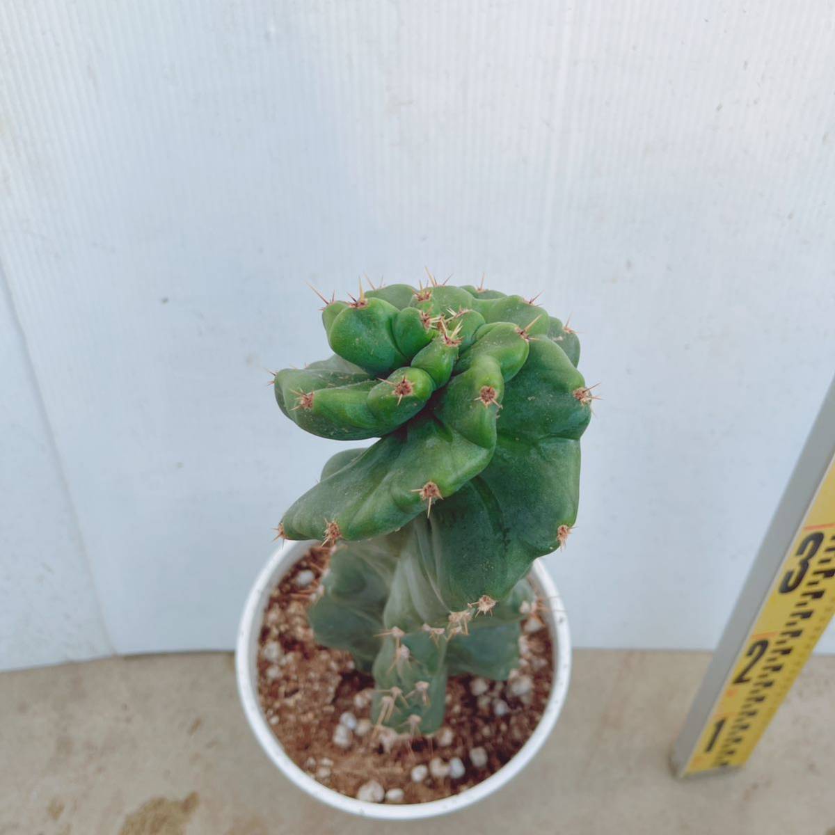 スパイラルサボテン セレウス スピラリス 6号 多肉植物 希少品種レア