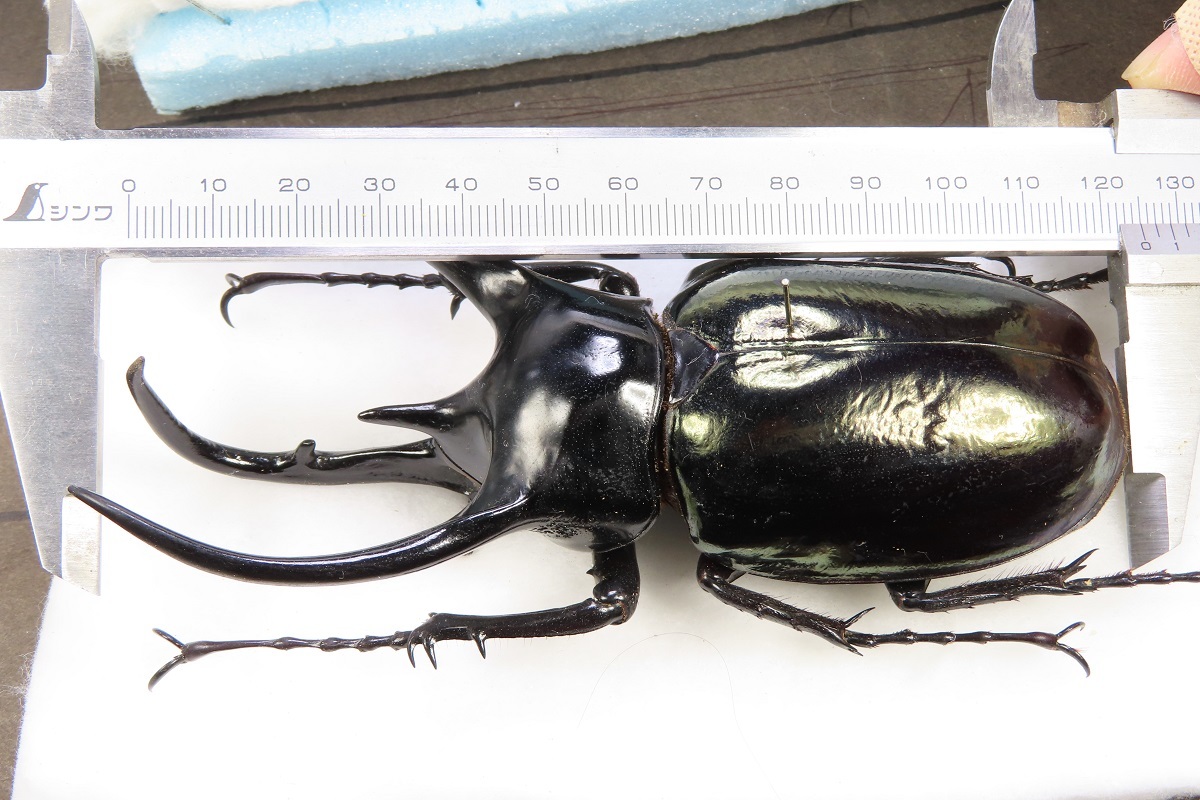 ※大型　大型　マレ−コ−カサス　♂野外標本 大型 大型 マレ−コ−カサス ♂野外標本 Yahoo!オークション