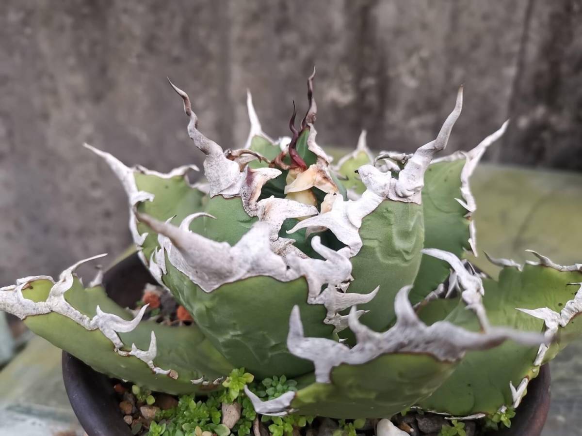 観葉植物 アガベ チタノタ 甲部白鯨 ロウルサンコ産