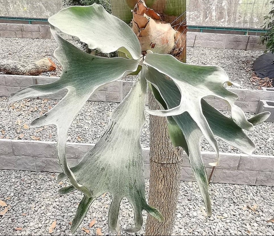 P.OMO 