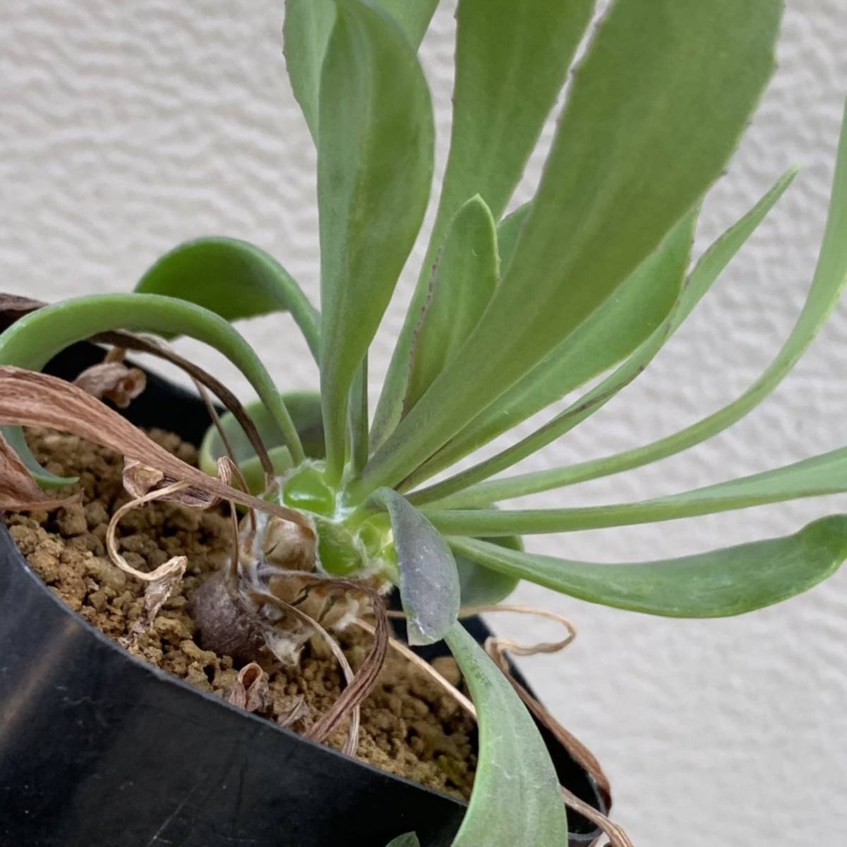 othonna lepidocaulis オトンナ レピドカウリス 国内実生 02（多肉植物