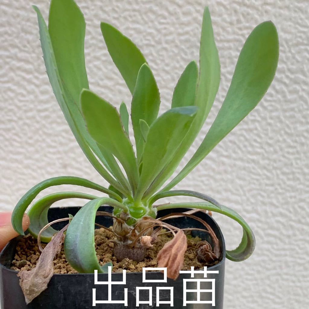 othonna lepidocaulis オトンナ レピドカウリス 国内実生 02（多肉植物