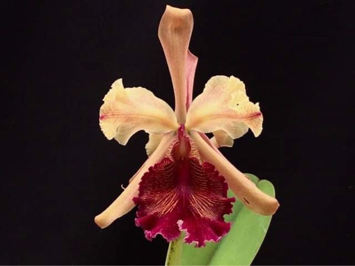 洋蘭原種　Cattleya dowiana