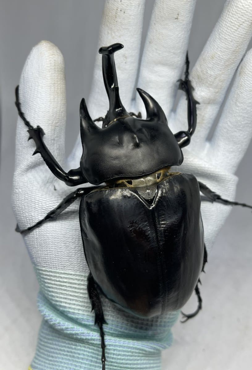 ななまる大型メス アクティオンゾウカブト新成虫♂♀ペア