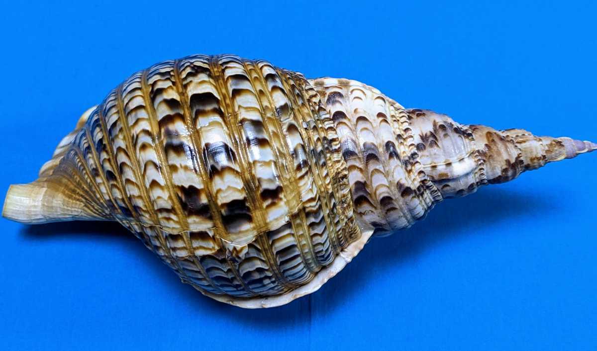 ホラガイ　法螺貝　貝殻　標本 貝殻標本法螺貝 貝標本ホラガイ（蓋付）