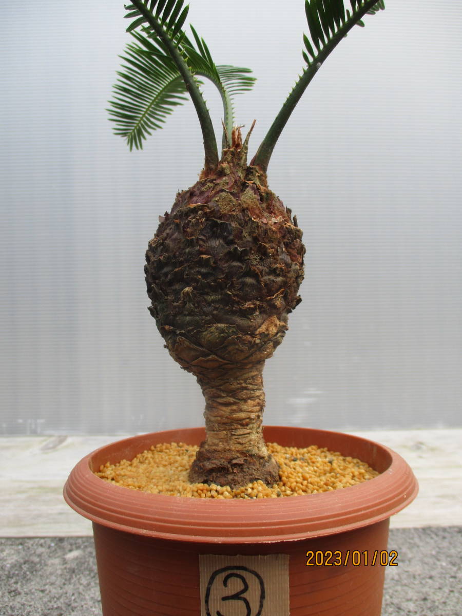 現品］珍しい6番 奄美姫ソテツ 盆栽造り 約7号 蘇轍 観葉植物 ソテツ