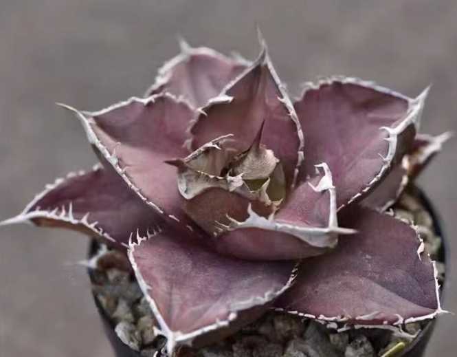 A11 超特選厳選株 アガベ チタノタ 『緋紅牡丹』激レア高級品種 最も特殊な