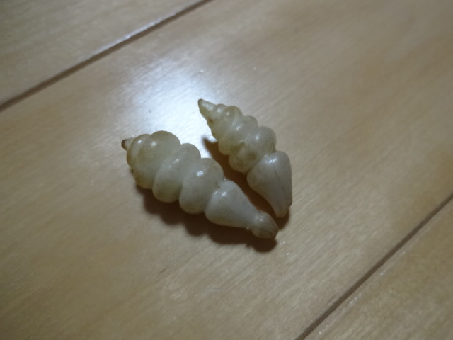 チョロギの値段と価格推移は 15件の売買情報を集計したチョロギの価格や価値の推移データを公開