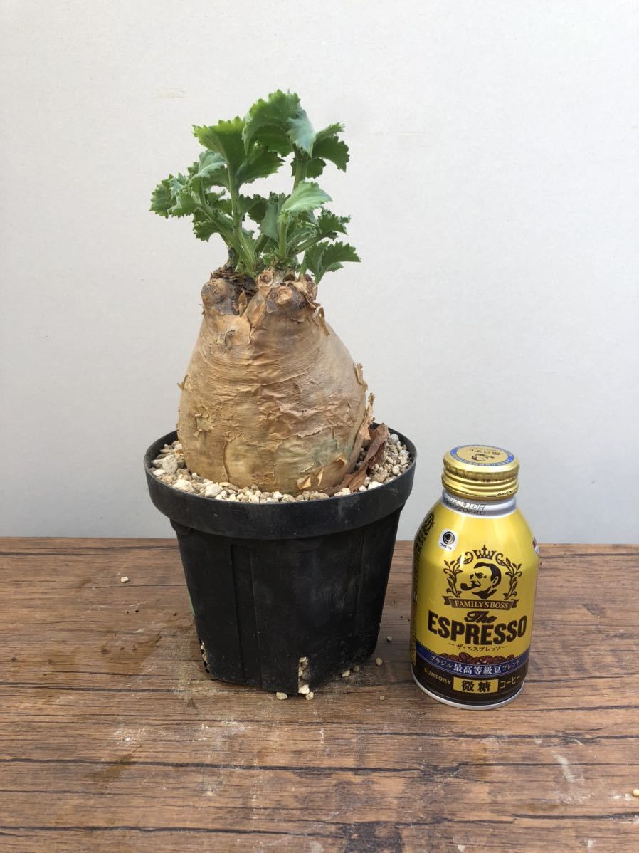 キフォステンマ マクロプス ⑩ 発根済 コーデックス 塊根植物 キフォステンマ マクロプス ⑩ 発根済 コーデックス 塊根植物