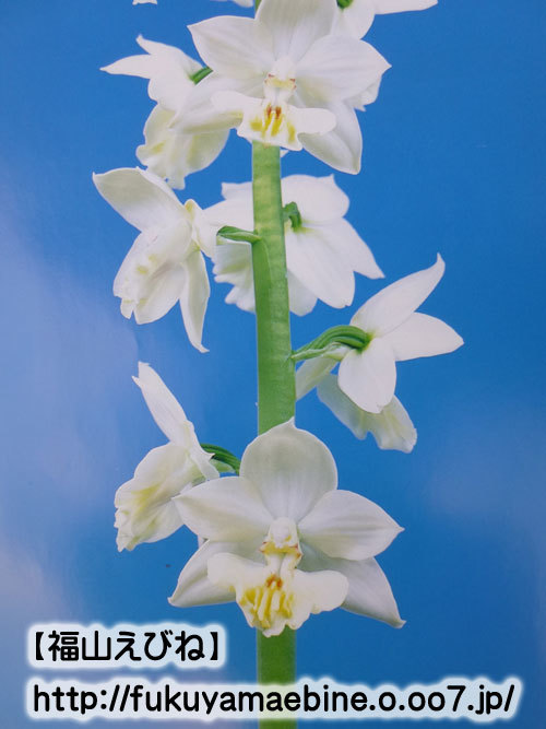 【福山えびね】南斗　花芽有り　エビネ