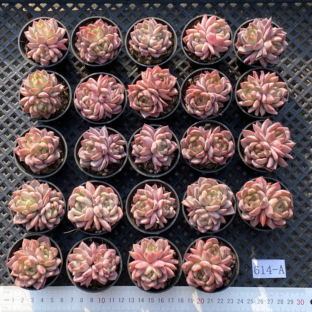 614A多肉植物 エケベリア雑交新種 親株不明名称未定 20株 超美苗 サボテン 観葉植物 花 園芸