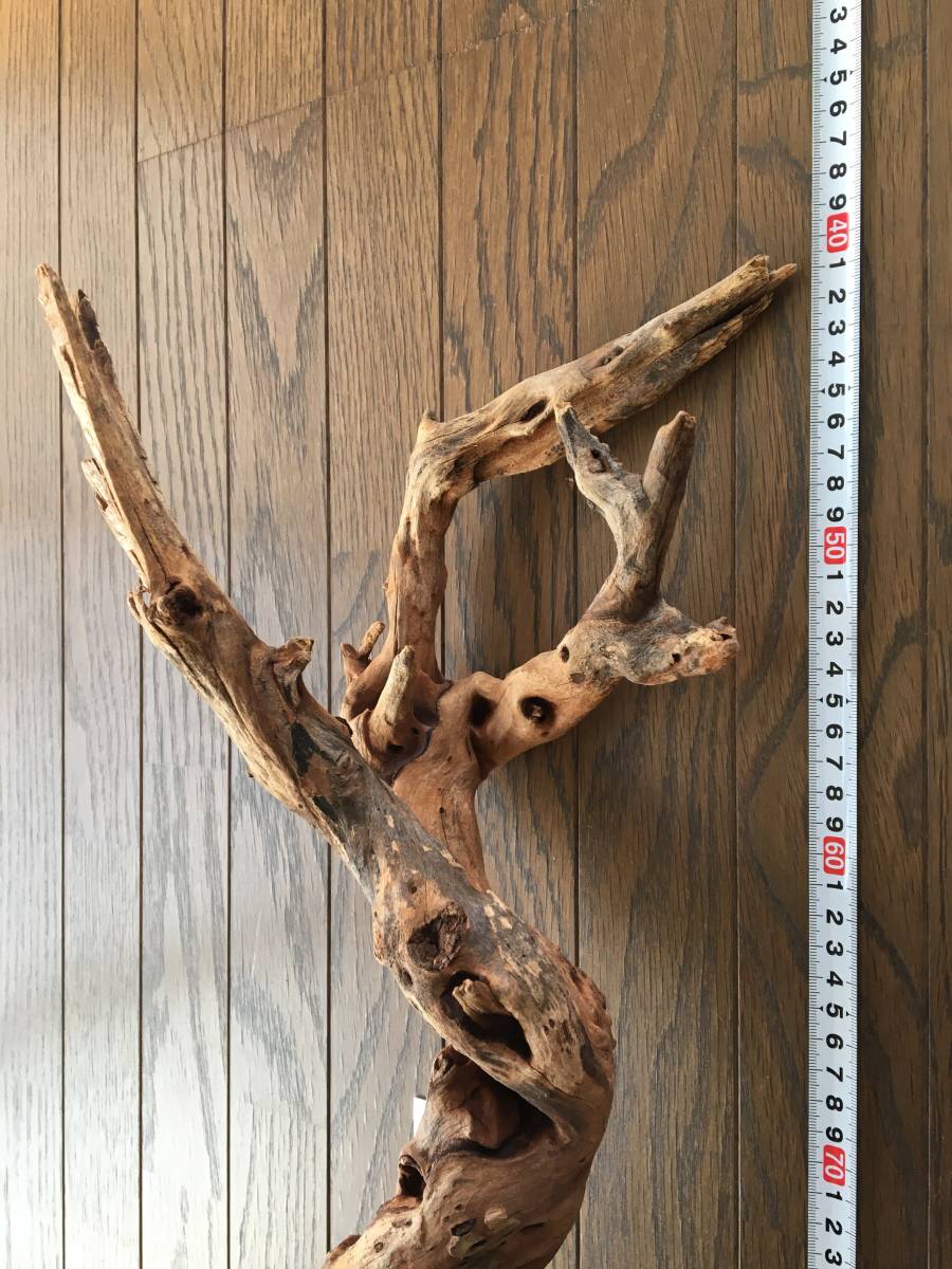 ADA horn wood ホーンウッド 六本 流木 ADA ホーンウッド 流木 流木の