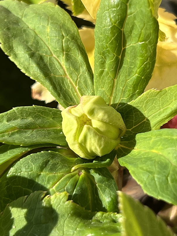 3-45◎親株　スポット入り　グリーンゴールドダブル　クリスマスローズ　広瀬園芸　