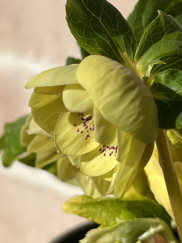 3-45◎親株　スポット入り　グリーンゴールドダブル　クリスマスローズ　広瀬園芸　