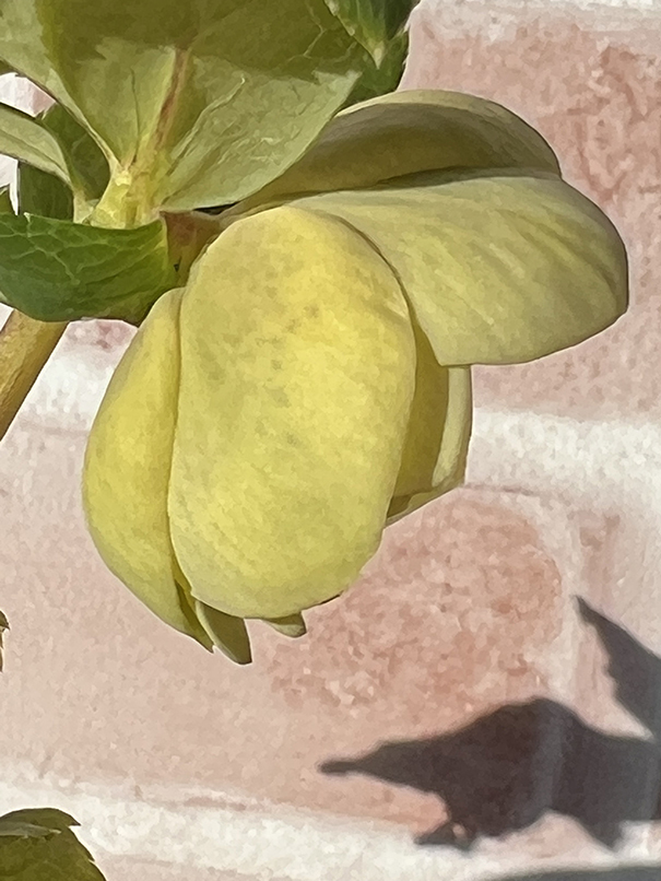 3-45◎親株　スポット入り　グリーンゴールドダブル　クリスマスローズ　広瀬園芸　