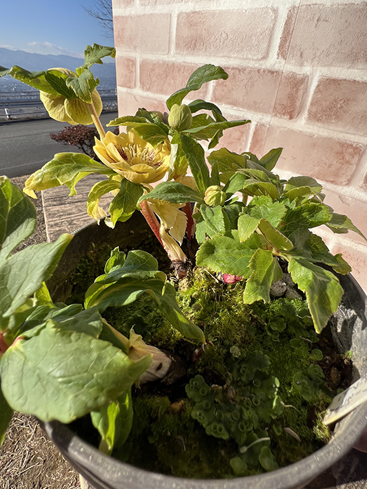 3-45◎親株　スポット入り　グリーンゴールドダブル　クリスマスローズ　広瀬園芸　