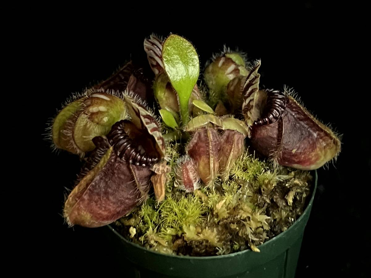 食虫植物 セファロタス 