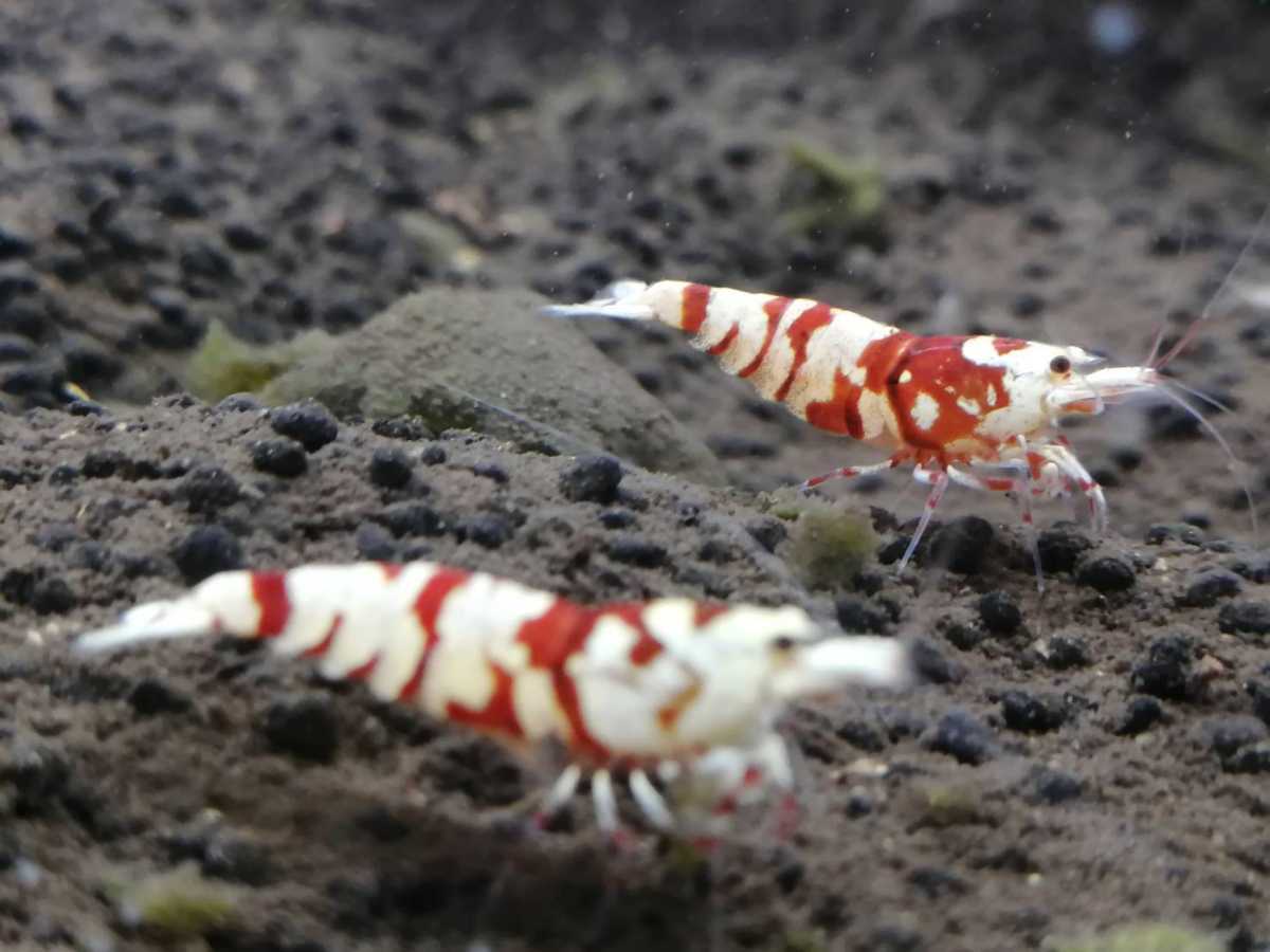 ハイグレード『太極』ちびっこ6匹