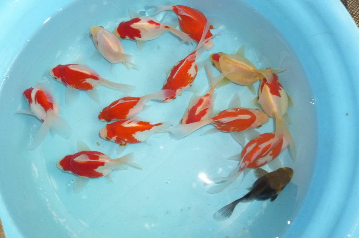 ★山古志玉サバ★Ｆ１２　１又は２歳　１５匹　玉サバ