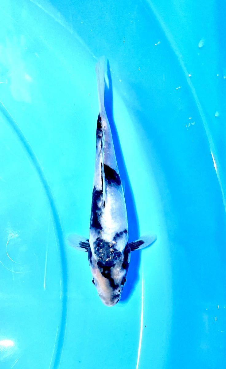 【遼河鯉庵】No.X 面迫養鯉場 白写り 白豹の風姿 動画あり 17cm 〜大当歳祭り〜品評会用！