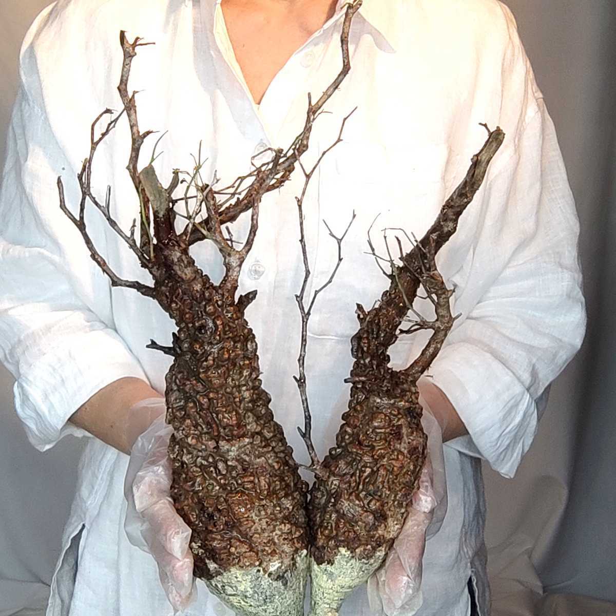 【現地発根済】1/13輸入 K014 オペルクリカリア・パキプス Operculicarya Pachypus 塊根植物 コーデックス 多肉植物 観葉植物