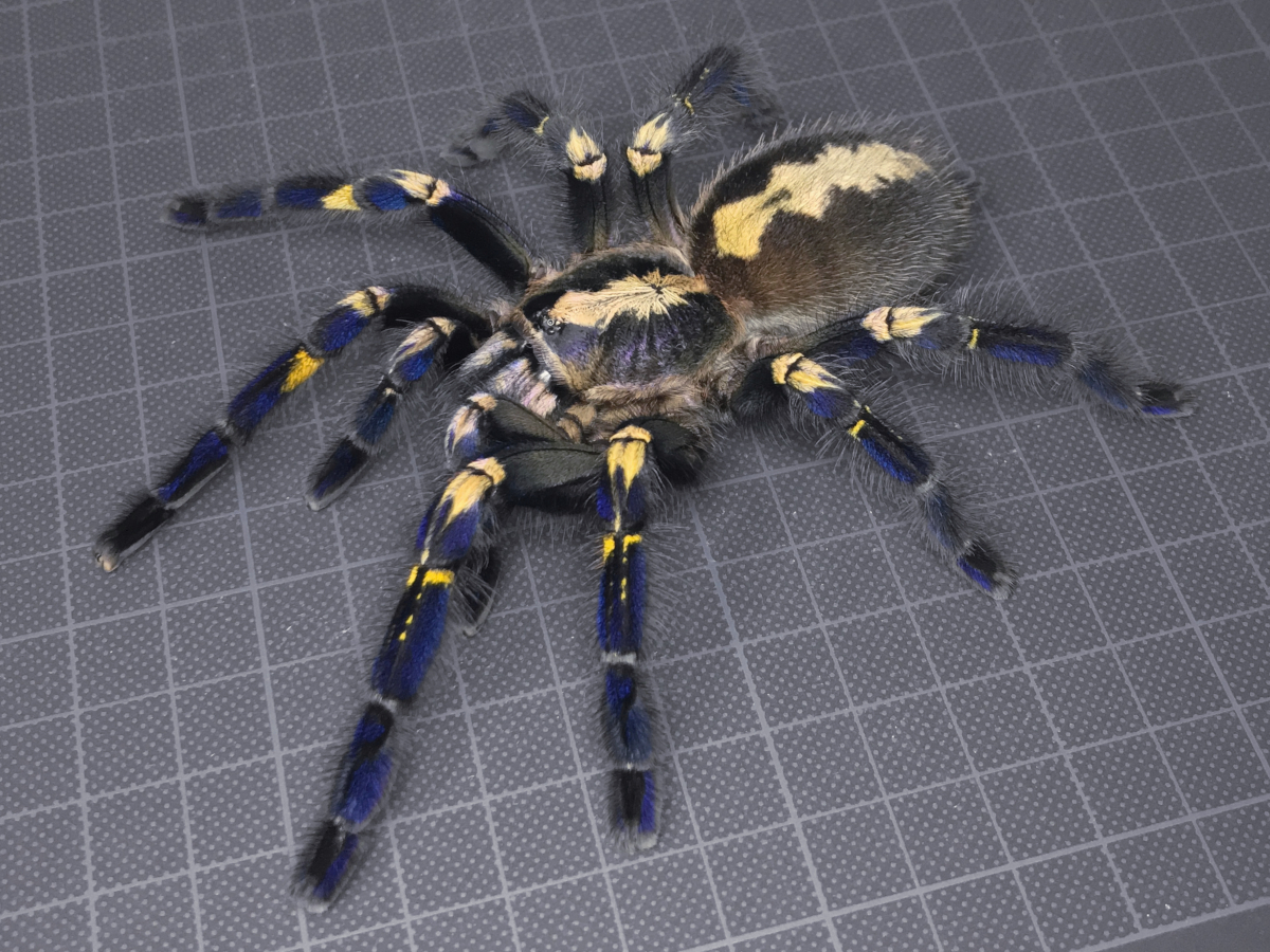 【タランチュラ】匿名配送 グーティサファイアオーナメンタル 成体メス Poecilotheria metallica［本州・四国のみ発送可］
