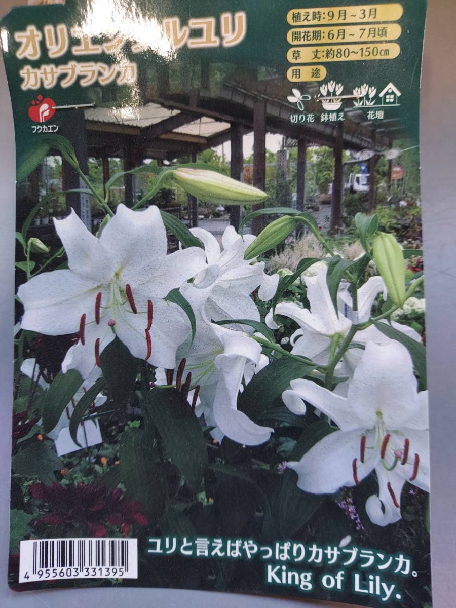 オリエンタルリリー キユリオシテイ 球根 Www Junglelivinn Com