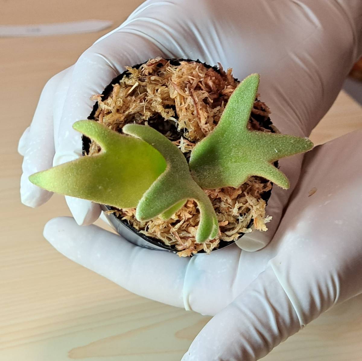 【格安，高品質】 1円スタート 158 ビカクシダ 植物 Platycerium willinckii 'Jade Girl' プラティケリウム ウィリンキー sporeling/麋角羊歯(ビカクシダ、コウモリラン)｜売買されたオークション情報、yahooの商品情 ビカクシダ、コウモリラン