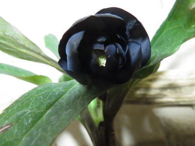 ○クリスマスローズ☆ブラック系筒咲きdd18A＊3年開花大株 花