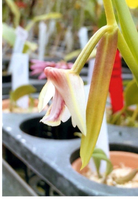 洋蘭 Paph.原種 洋蘭原種 ベトナム自生種 sp. THO-2676 台湾で18cm